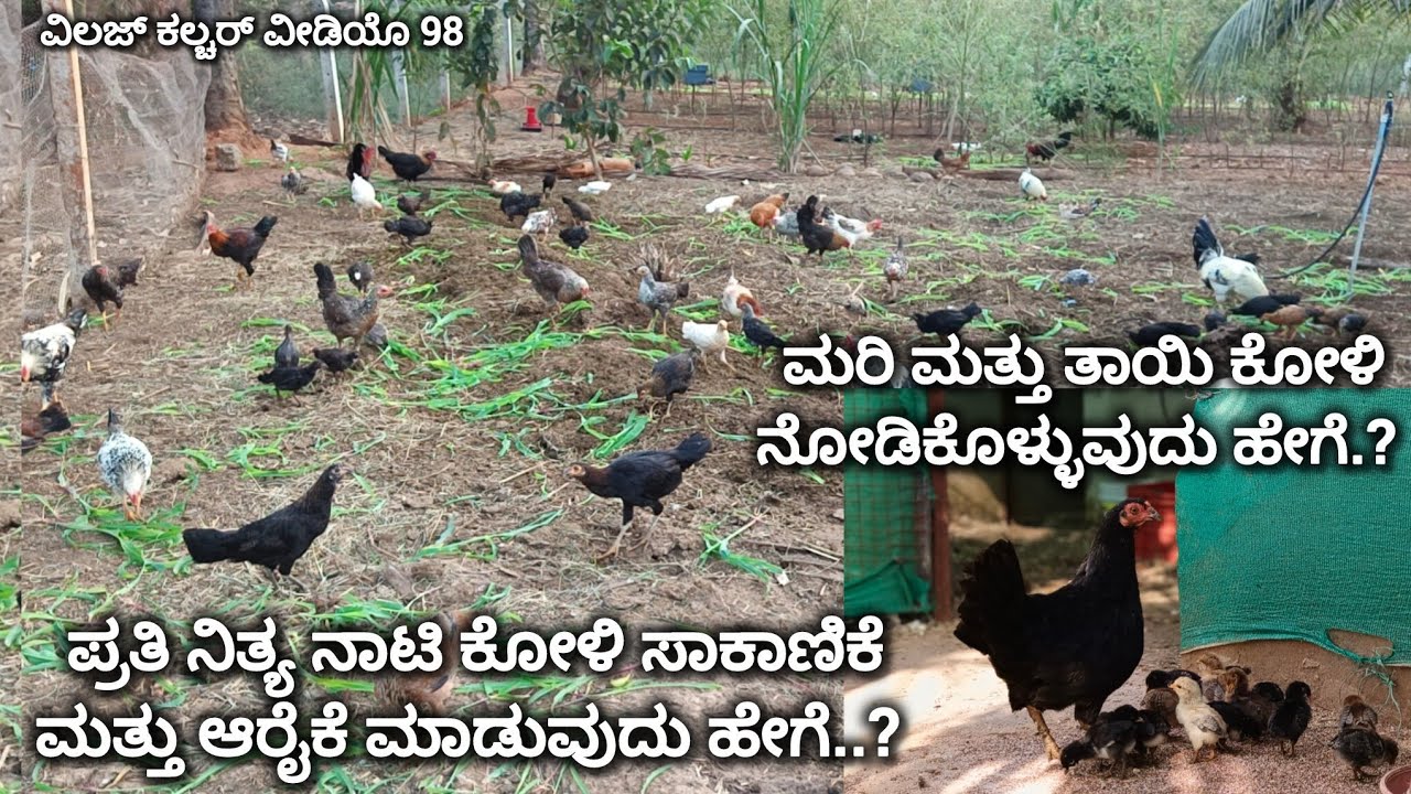 ಪ್ರತಿ ನಿತ್ಯ ನಾಟಿ ಕೋಳಿ ಸಾಕಾಣಿಕೆ ಮತ್ತು ಆರೈಕೆ ಮಾಡುವುದು ಹೇಗೆ.?|Naati koli farming in karnataka |natikoli