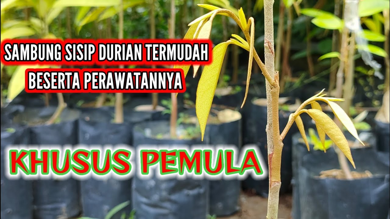 SAMBUNG SISIP DURIAN TERMUDAH BESERTA PERAWATANNYA KHUSUS PEMULA
