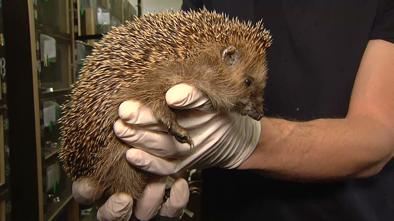 TIERSCHUTZ IN MÜNCHEN: Auswilderung der Igel nach dem Winterschlaf