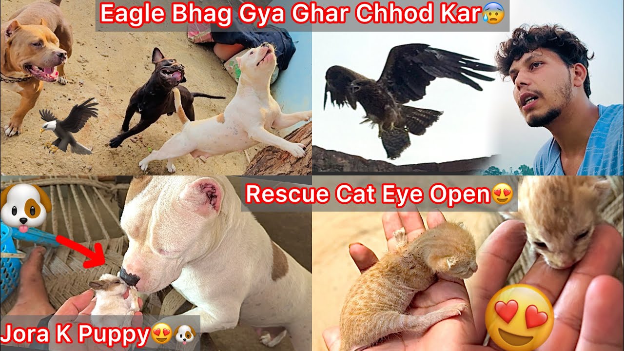 Shera Bhag Gya Ghar Se😰🦅|| Rescue Baby Cat Ki Eyes Open Hogye😍|| Jora K New Cute Cute Puppies🐶😍