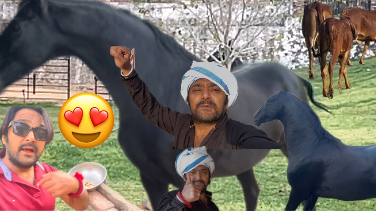 ब्रमपुष्कर Maharaj Stud Farm 🐎जहाँ बनते हैं Champion घोड़े 👑