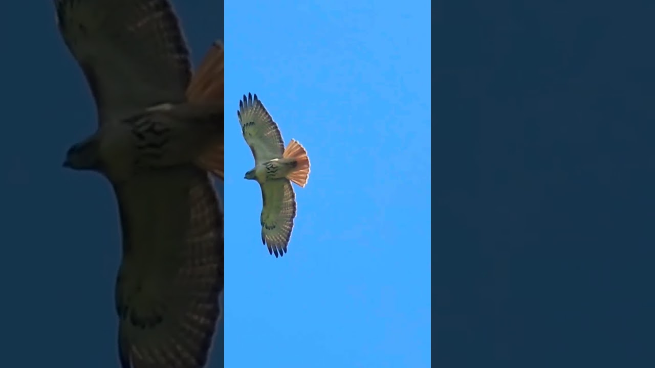 Beautiful  Red Tailed Hawk  flying