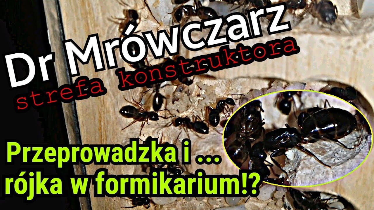 Camponotus fallax - drewniane gniazdo i cechy gatunkowe (mrówki, formikarium) | Dr Mrówczarz #12
