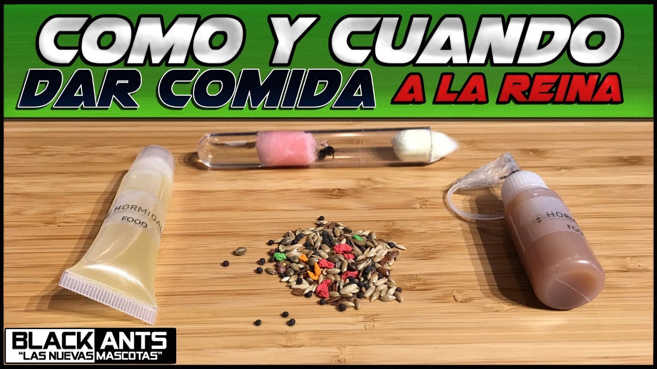 COMO Y CUANDO DAR COMIDA A LA REINA