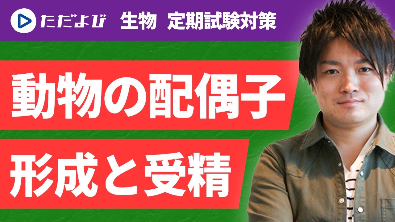 【生物 定期試験対策】動物の配偶子形成と受精*
