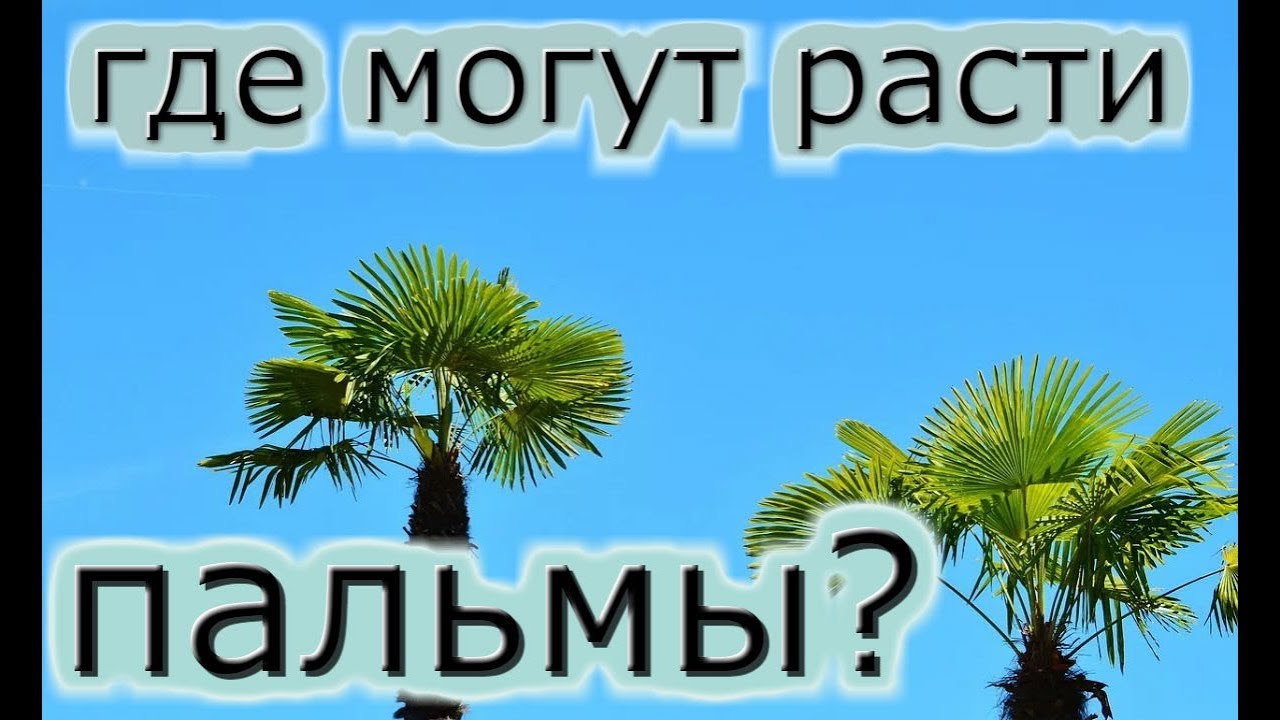 Выращиваем пальмы из семян 1часть.ТрахикарпусФиникХамеропсВашингтонияБутия.
