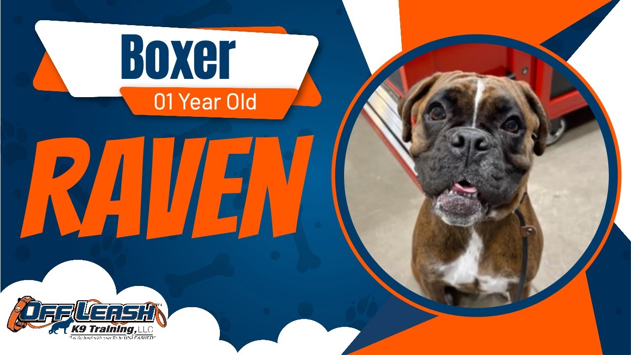 Boxer, 1 y/o, Raven | Best Boxer Training | Off Leash K9 Training