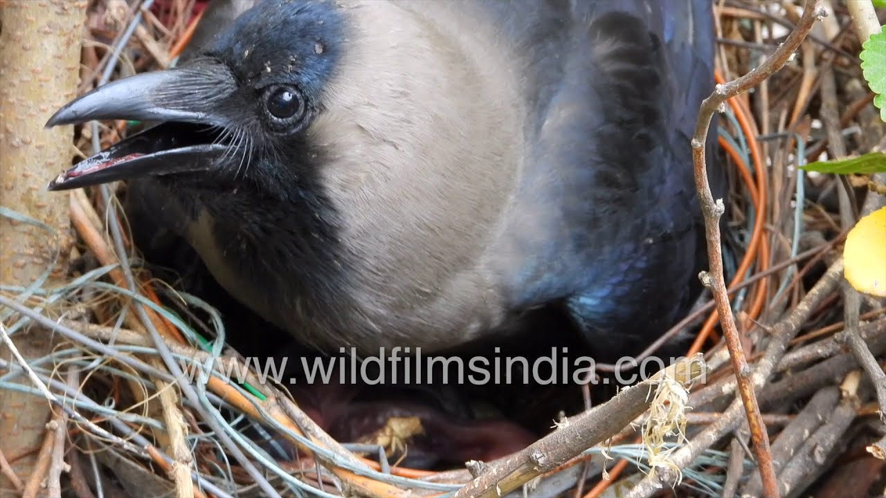 Kauwa ka ghonsla: House Crow feeding behaviour and incubating eggs in nest over busy Delhi road