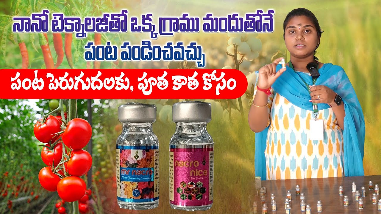 ఒక్క గ్రాము మందు తో పొలం కి బలం అదిక దిగుబడి | Nano Fertilizers | Nacro Biotech | AgriTech Telugu