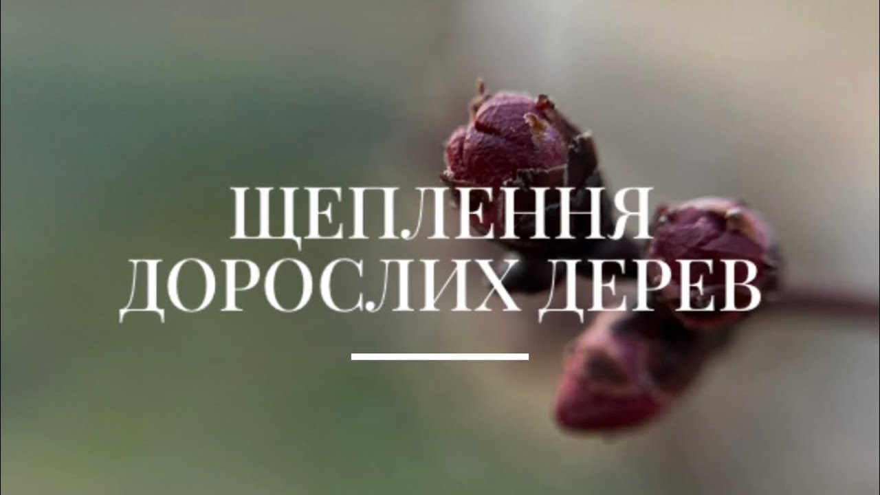 Щеплення дорослих дерев