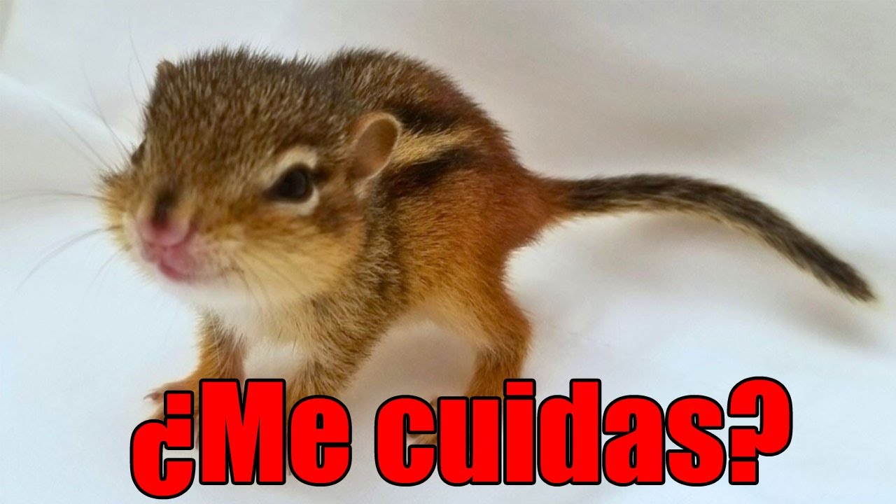 Como Cuidar a una Ardilla Beb&eacute;: Gu&iacute;a si necesitas ayuda R&Aacute;PIDA!