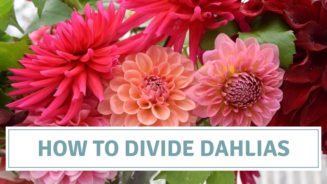 How To Divide Dahlias / Dividing Tubers And Potting Up