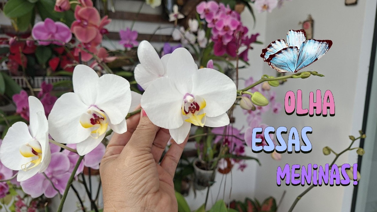 Olha Essas Meninas!