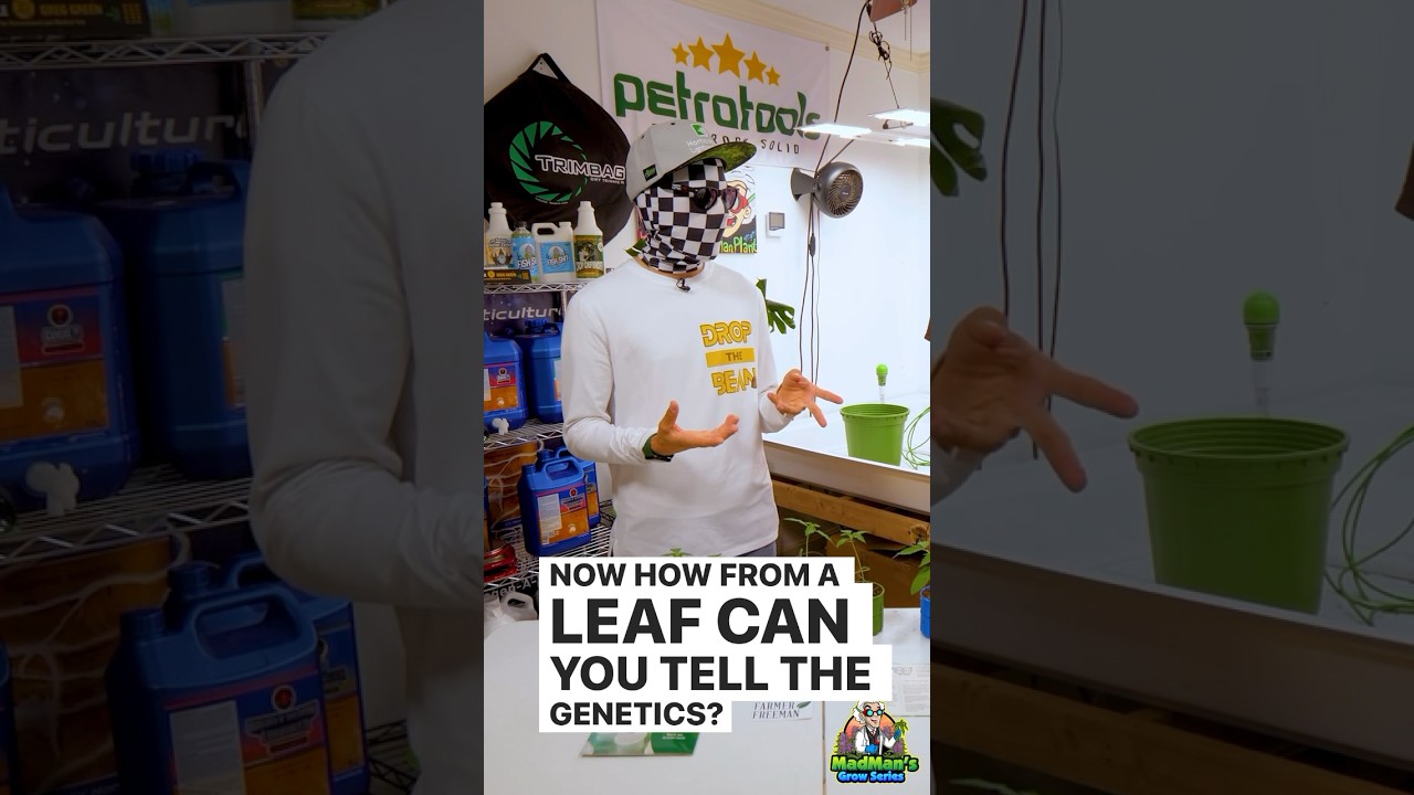 Sex Testing Gender of Photoperiod Cannabis Plants - Farmer Freeman's Guide to Sex Testing and Setup