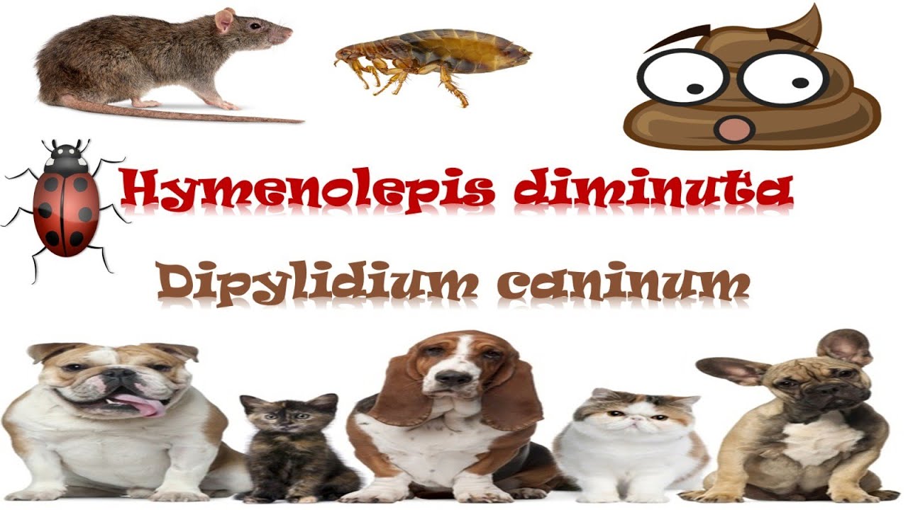 شرح Hymenolepis diminuta & Dipylidium caninum