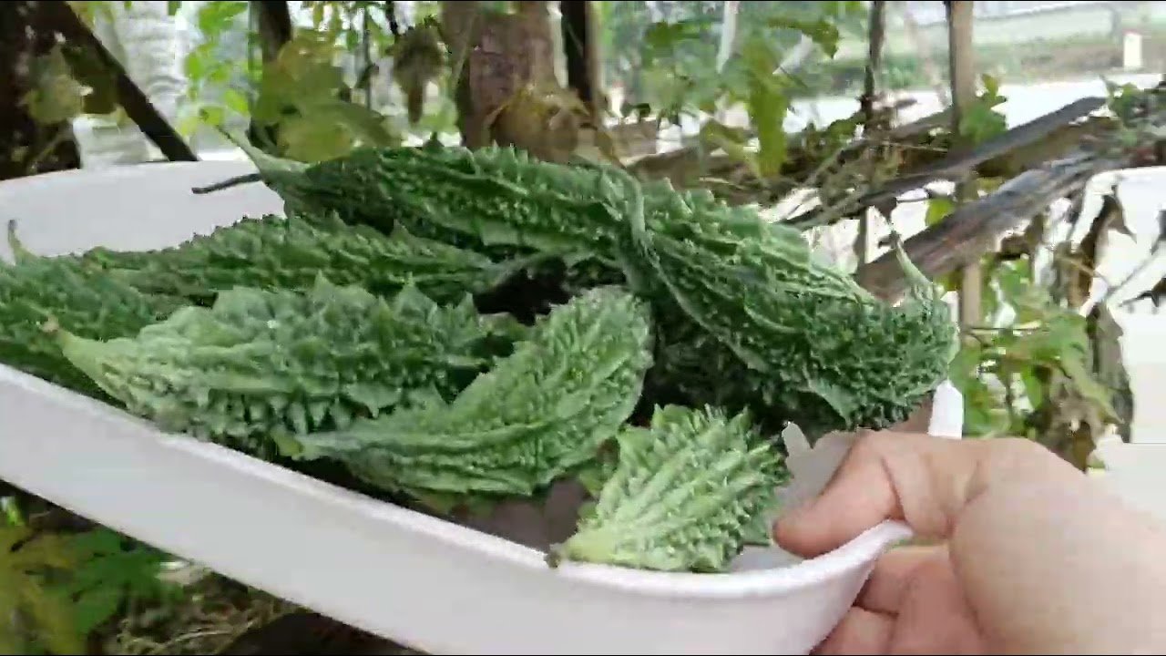 Mình đã chăm vườn theo hướng dẫn của các kỹ sư nông nghiệp và có rau xanh quanh năm