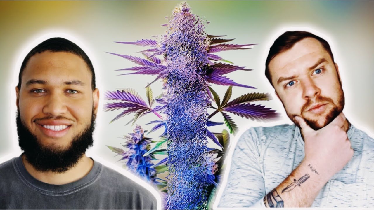 What is &ldquo;Za&rdquo; in 2025? (Exotic Weed)