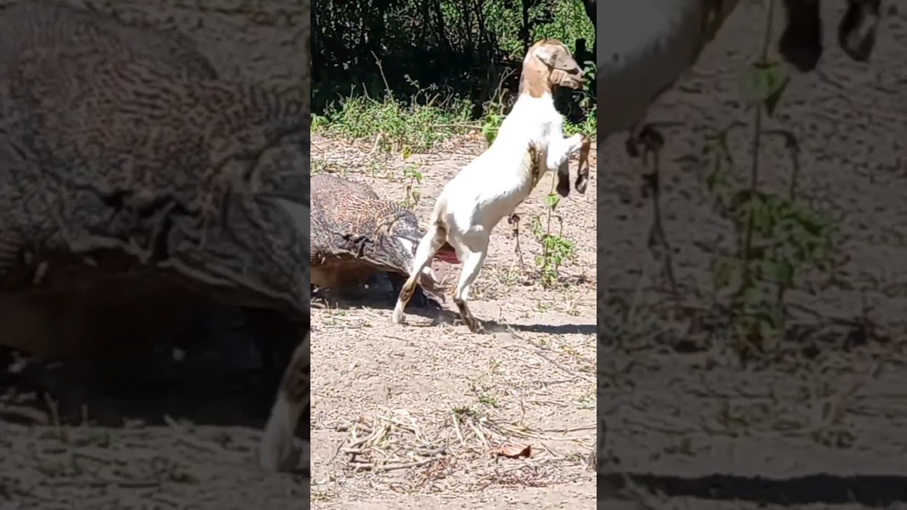 the goat is shocked behind it there is a dragon😱