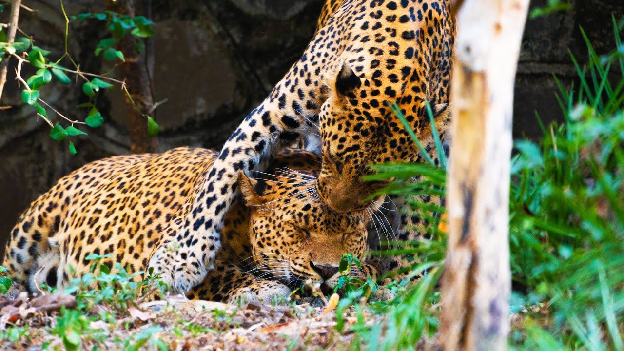 12 years old Mother Leopard parts ways with her Cub | Wildlife Icons 101 | Mobile