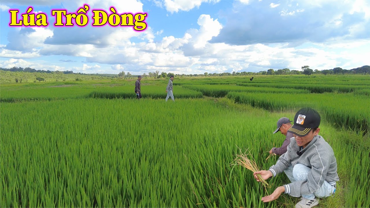 Linh Philip || Những Thiên Địch Trên Cánh Đồng Lúa Bắt Đầu Hoành Hành Trong Trang Trại Việt Phi Farm