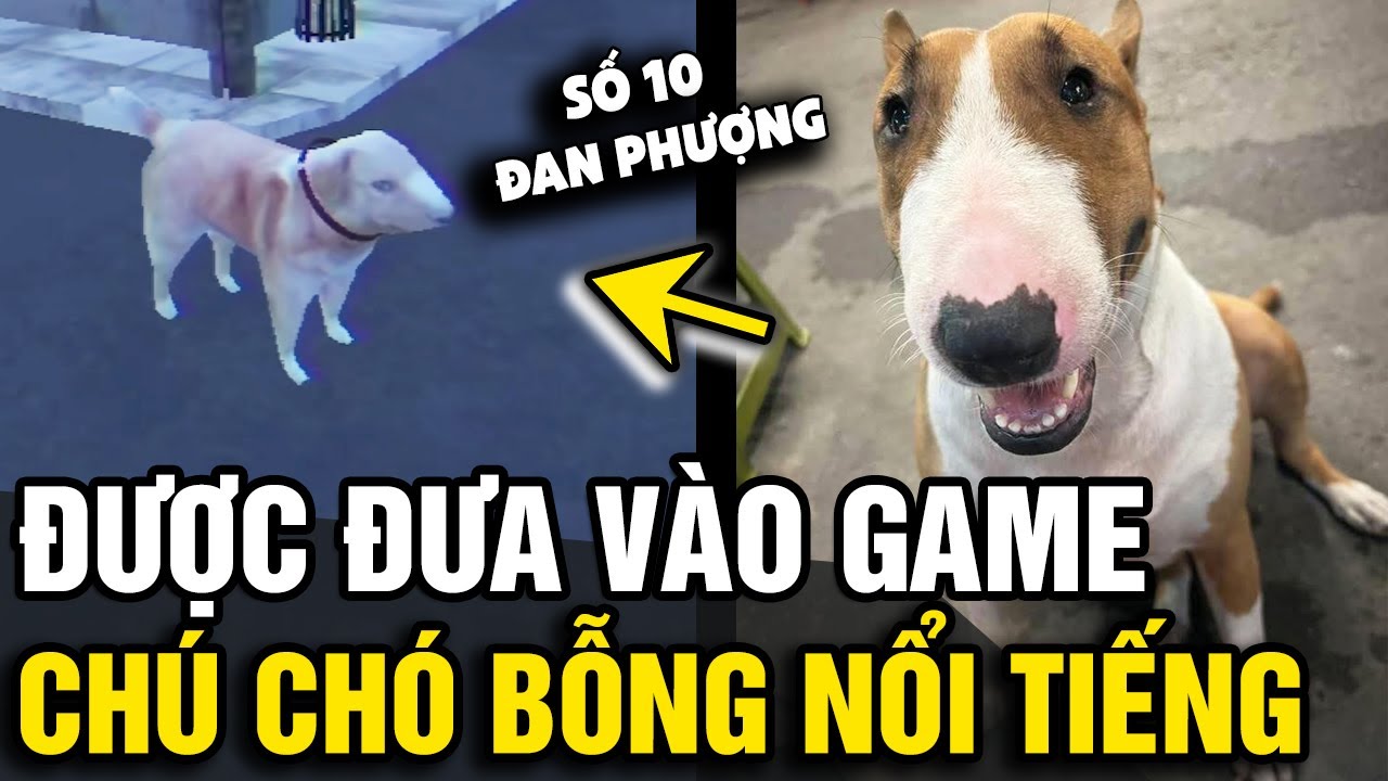 Được đưa vào 'QUÁN PHỞ SỐ 10 ĐAN PHƯỢNG' ở trong game, chú chó bỗng 'NỔI TIẾNG' | Tin Nhanh Official