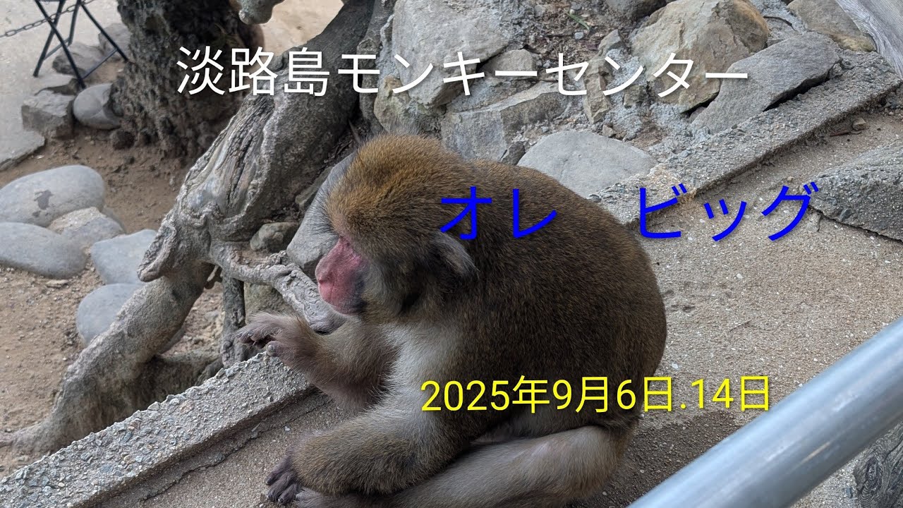 #淡路島モンキーセンター　に行ってきたよ(*^^*)