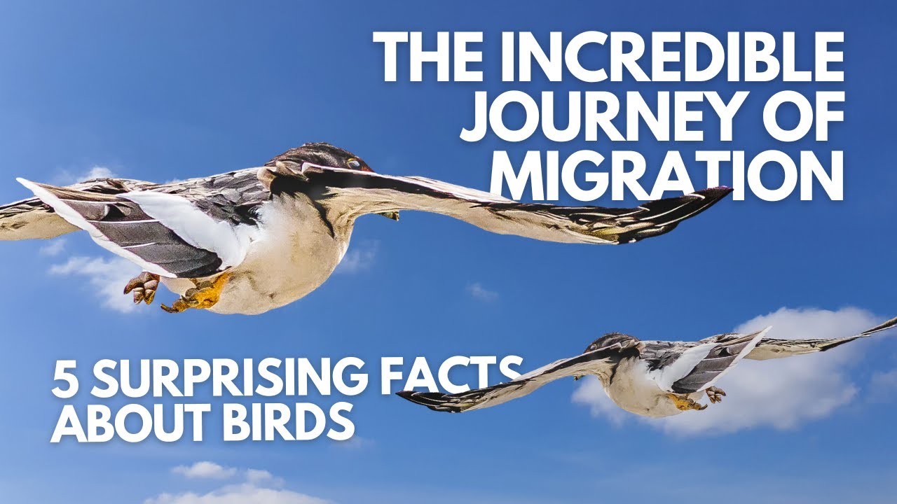 The Incredible Journey of Migration: 5 Surprising Facts About Birds