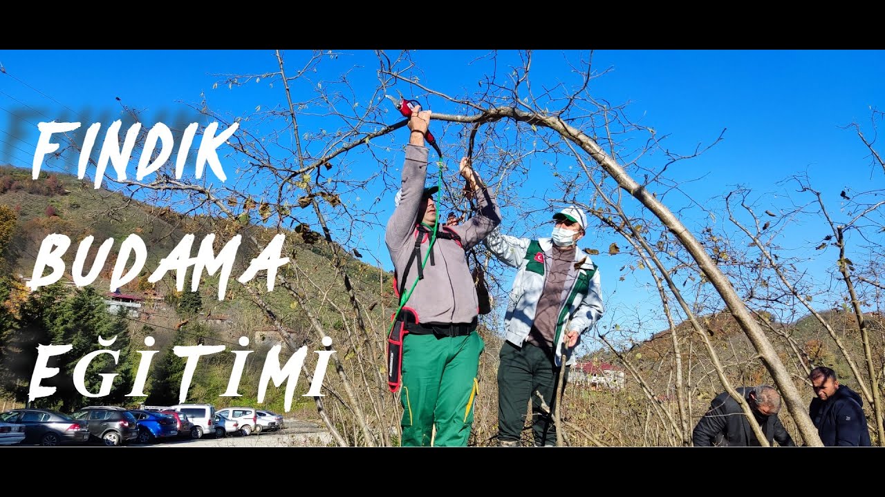 Fındık Budama Eğitimi | Uç Budama-Seyreltme-Dip Sürgün Temizliği | Örnek Bahçe Projesi/Terme-Kozluk