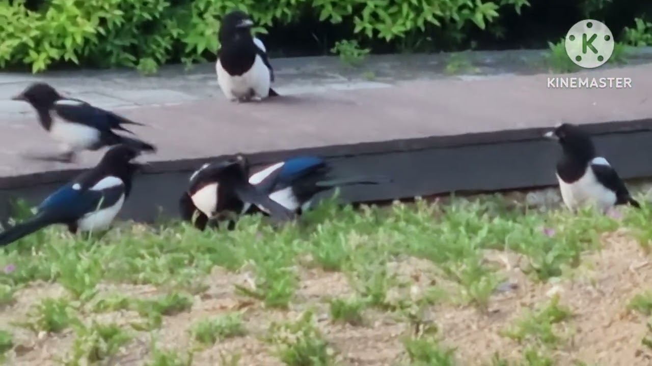 나 좀 줘 # 까치