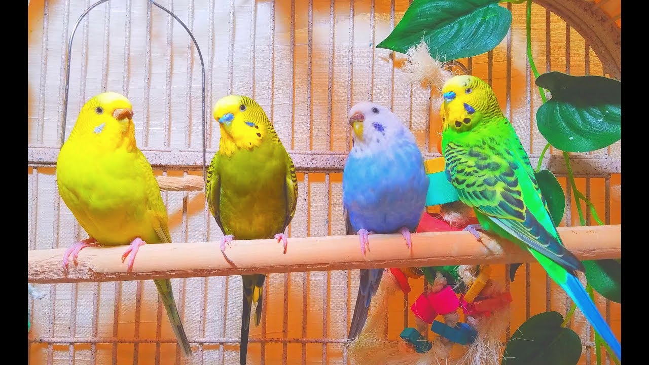 2 males and 2 females budgies making a master music in the Spring. 7 Hr Parakeet Chirping.