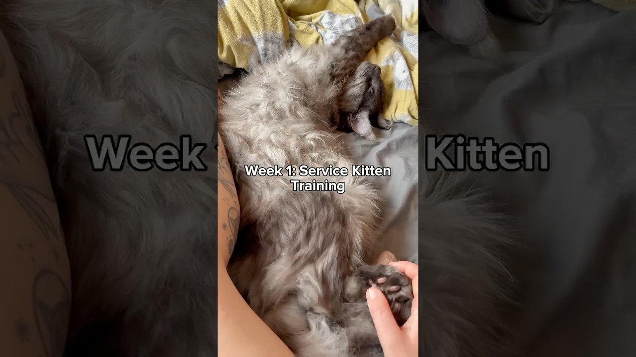 Week One: Service Kitten Training  #dothingsyoudontwanttodo
