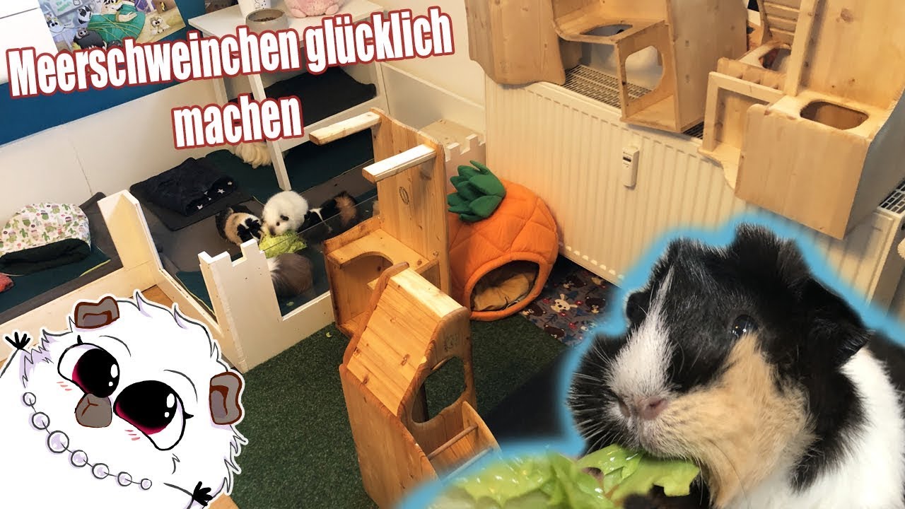 Super Tipps um Meerschweinchen glücklich zu machen / Gehege perfekt reinigen | Die Meeries