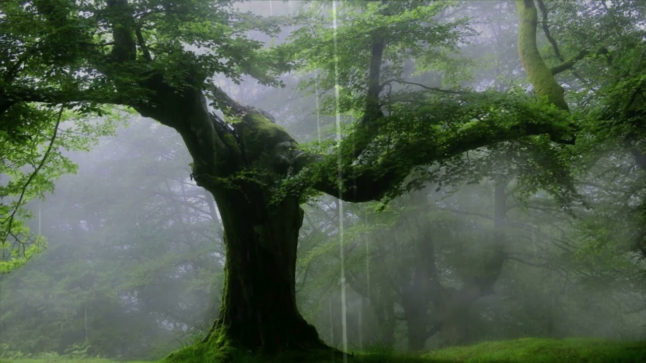Drift into Sleep - A rainy hour by the old oak tree
