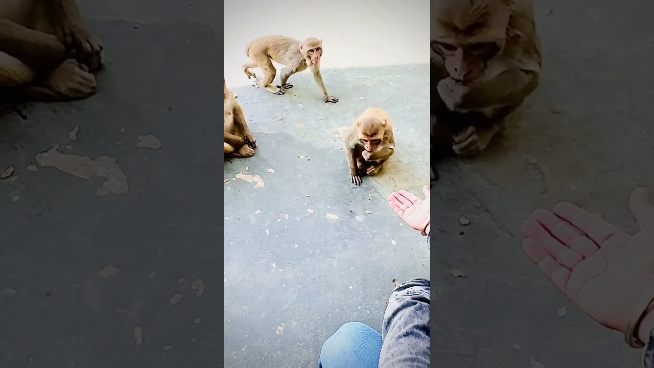 Monkey 🙈 ￼ first friend funny video #viral #funny #siddhu #comedy #monkey 🐵🙉🙈😂👍