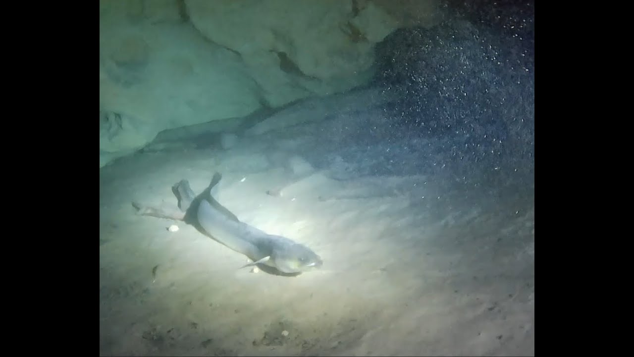 Vortex Spring Cave Dive 2024