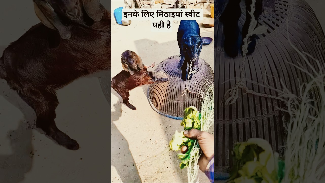 इनके लिए मिठाइयां स्वीट यही है 