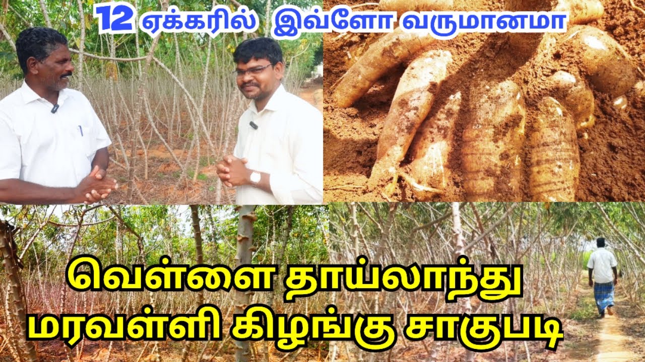 12 ஏக்கர் மரவள்ளி கிழங்கு சாகுபடி | maravalli kilangu sagupadi | Tapioca farm | cassava cultivation