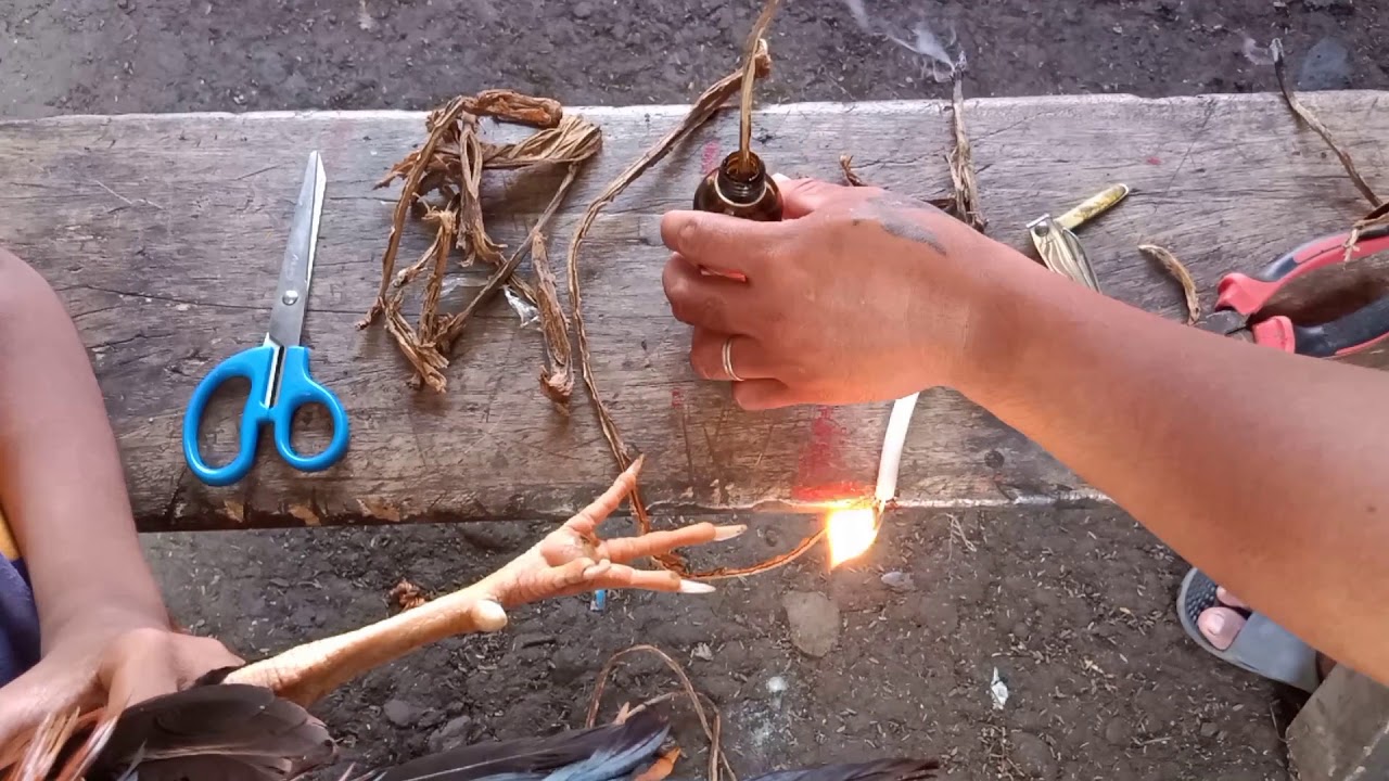 Ang gamot sa manok na may tibak...