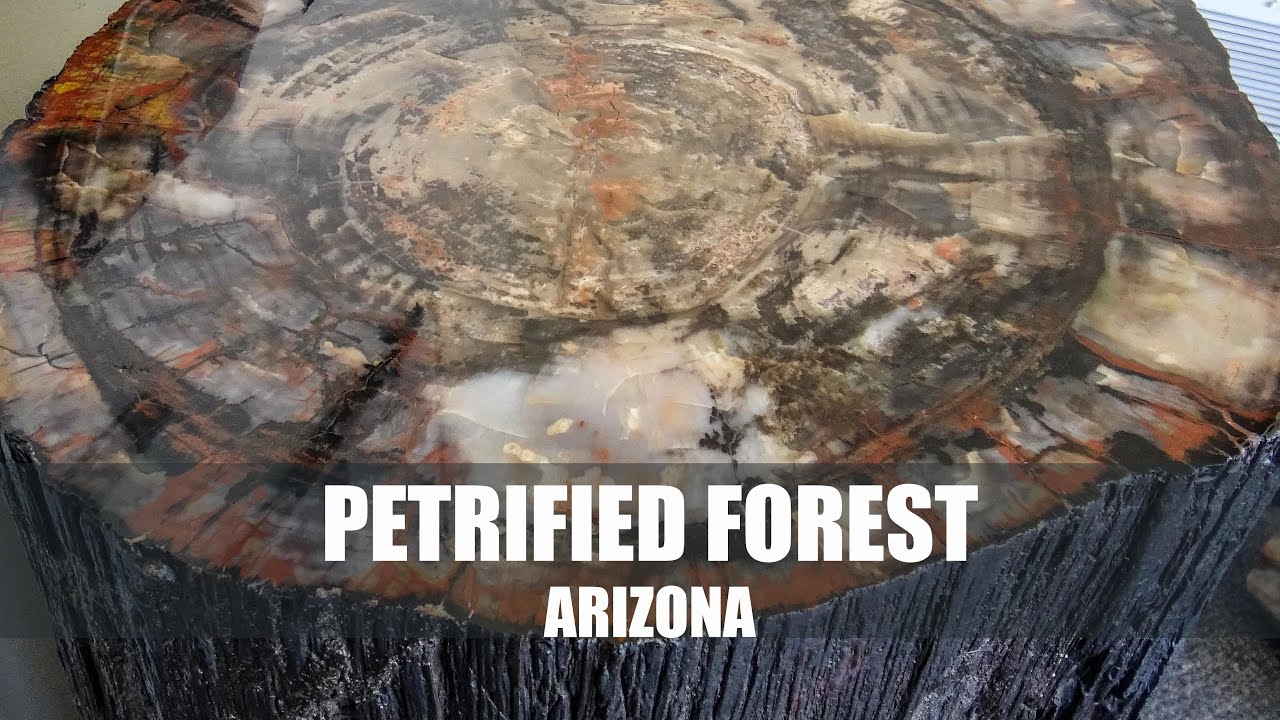 Petrified Forest at Petrified Forest National Forest Park at  Arizona