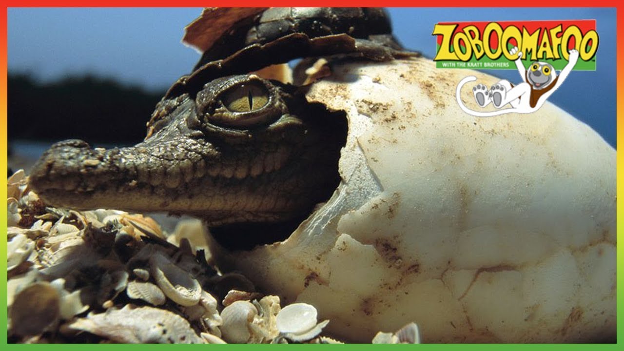 🐵 Zoboomafoo 135 | Who's in the Egg? | Animal shows for kids | Full Episode 🐵
