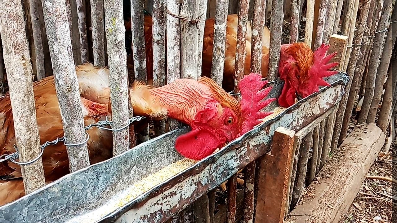 Separei os Frangos Label Rouge em novas baias