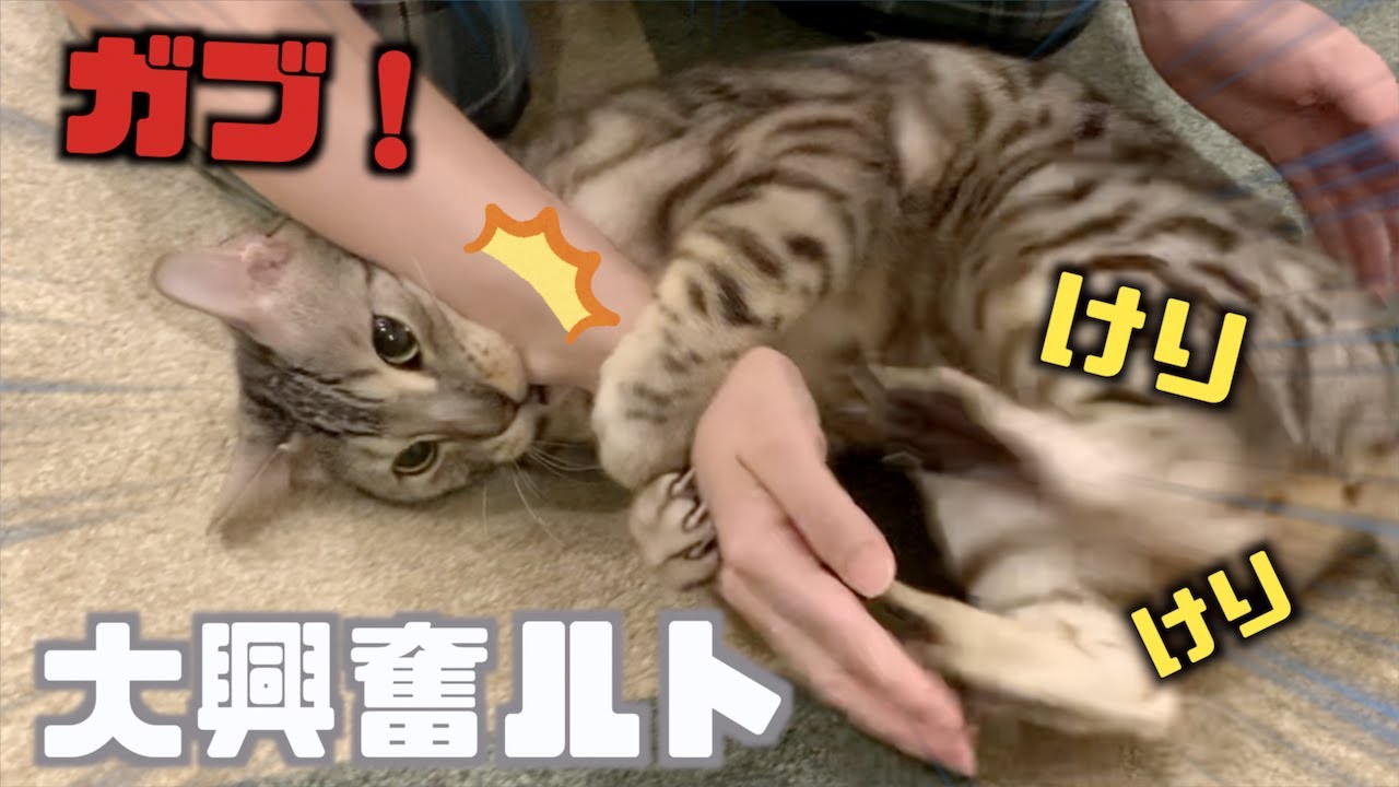 ルトに腰トントンしてあげたら仇で返された奥さん