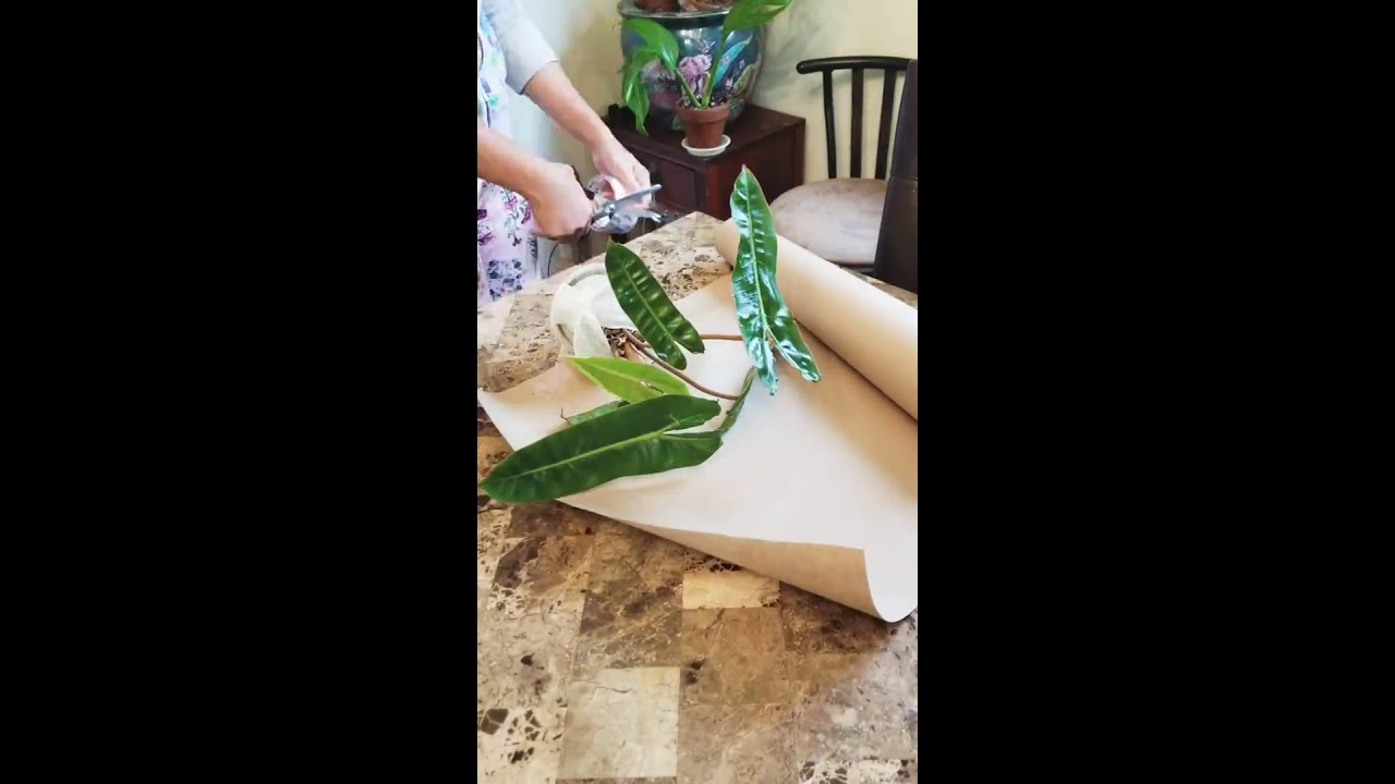 How to pack plants. Mailing plants and packaging.