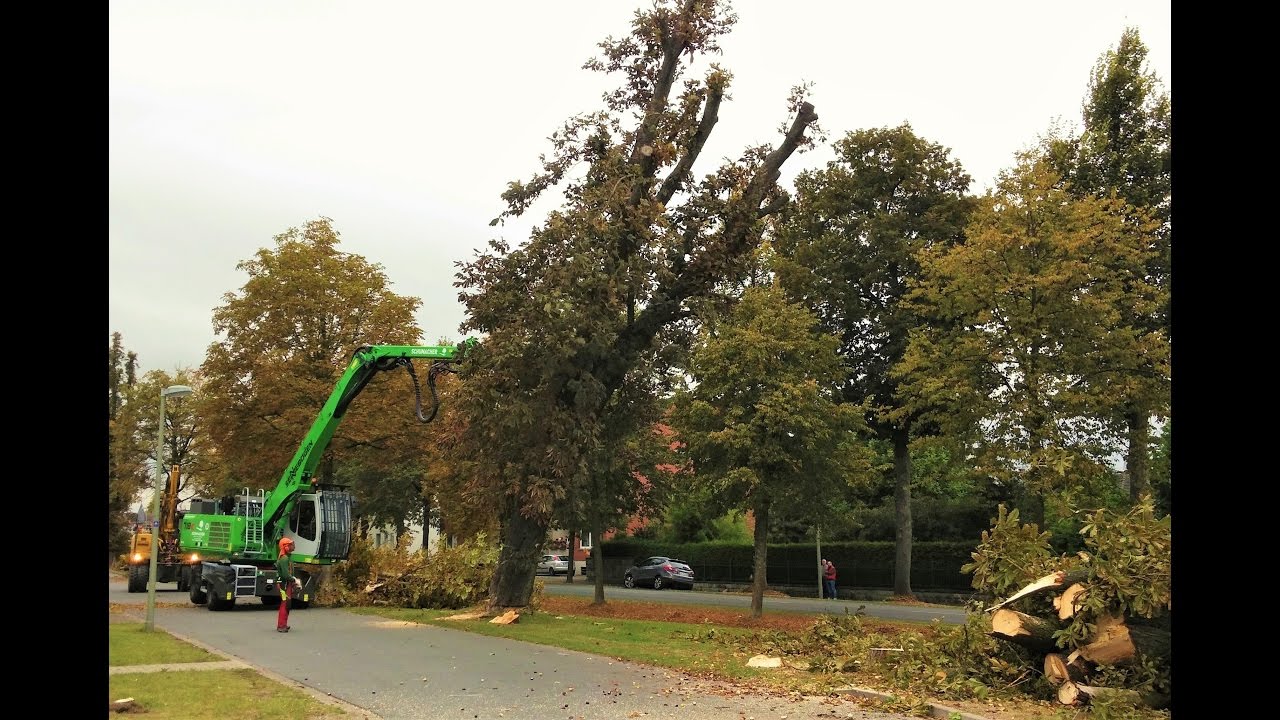 Fällarbeiten an befallenen Kastanien in Geseke