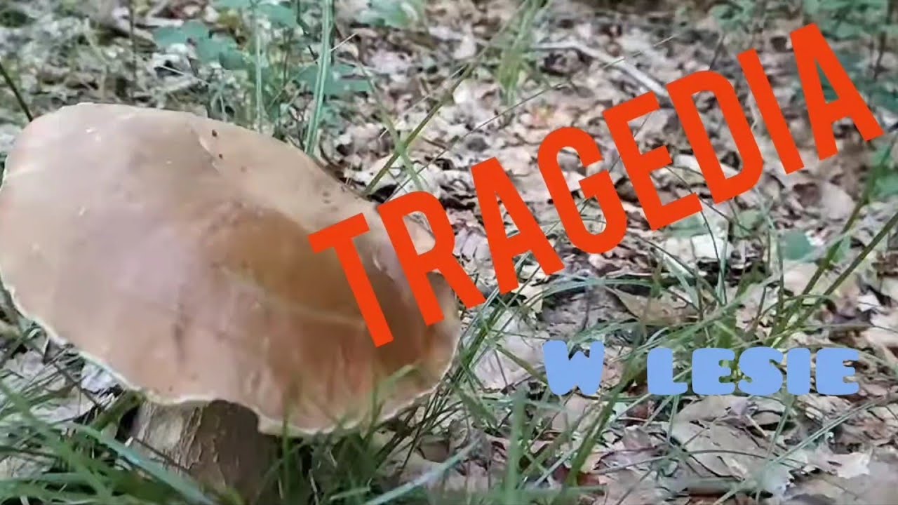 Oglądamy na własne ryzyko!!!