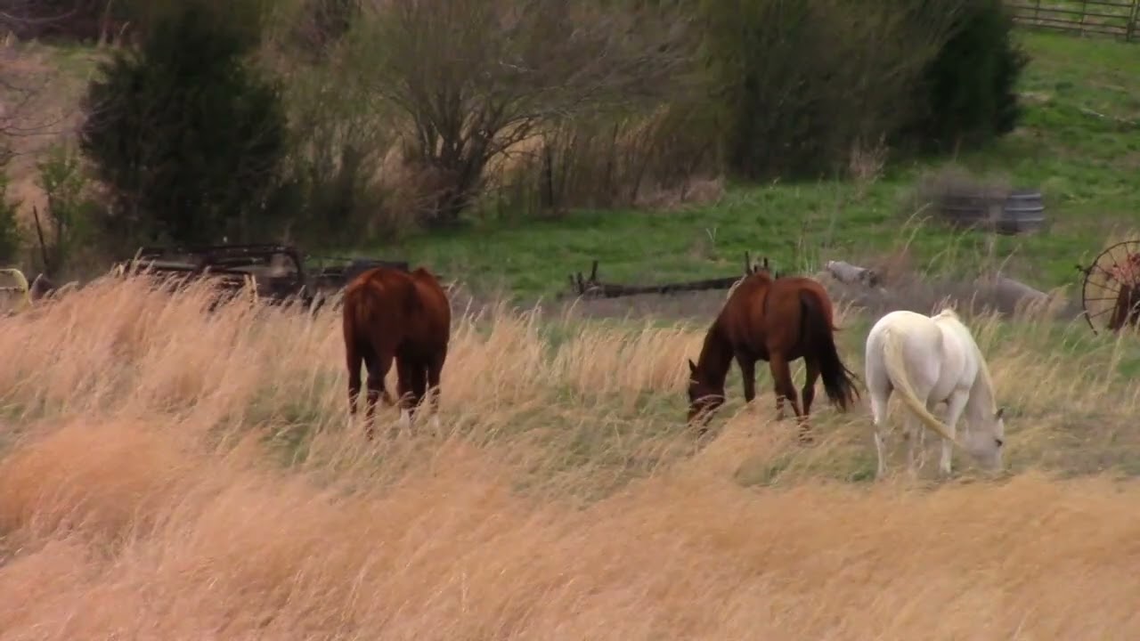 The Farm
