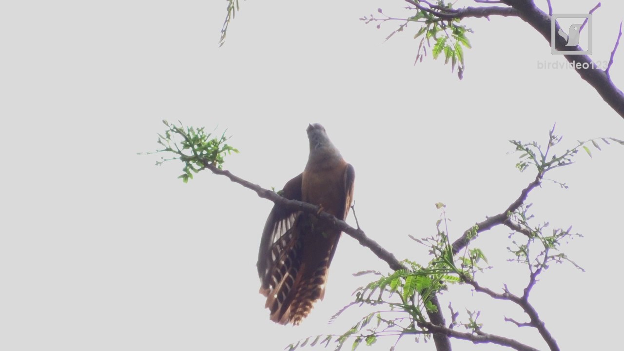 Three Different Calls by Plaintive Cuckoo (in Hong Kong)