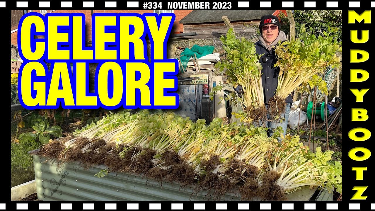 🌻334 🌻 SOWING ONIONS 🌻 PLANTING GARLIC 🌻 CELERY HARVEST 🌻