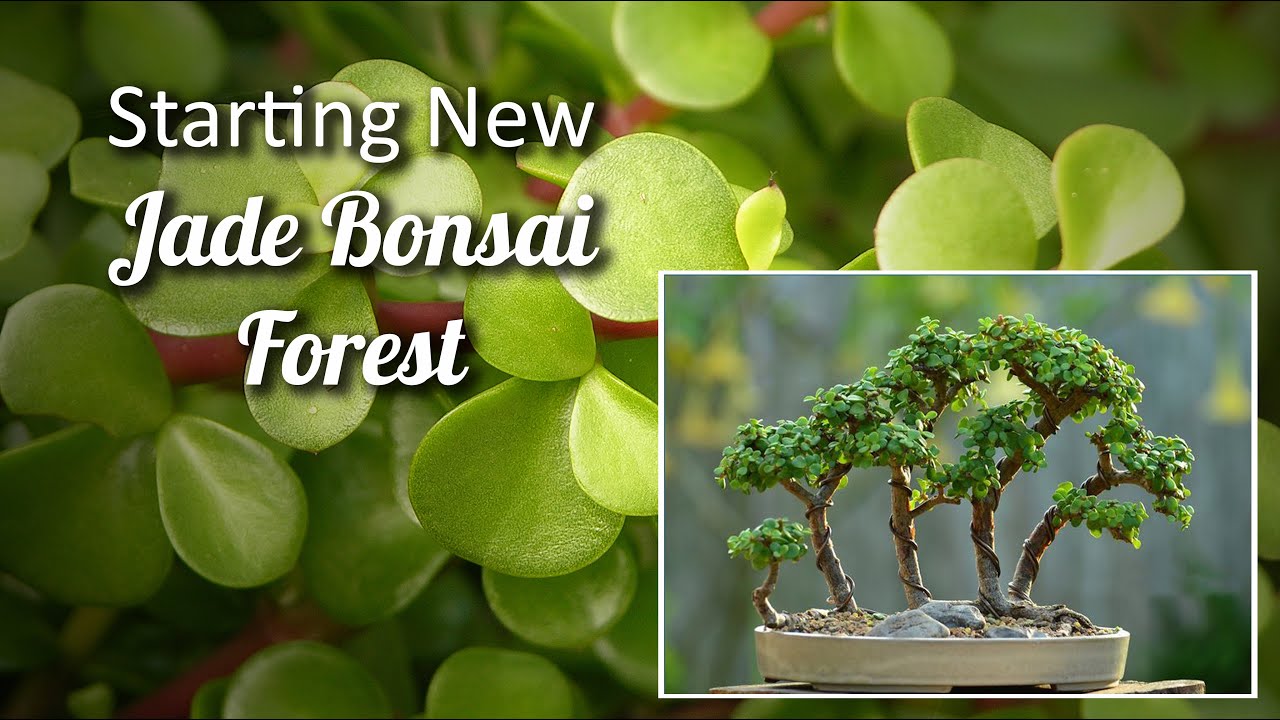 Jade Bonsai Forest | Bonsai Forest Tutorial | How to Make Jade Bonsai Forest | Bonsai Tutorials