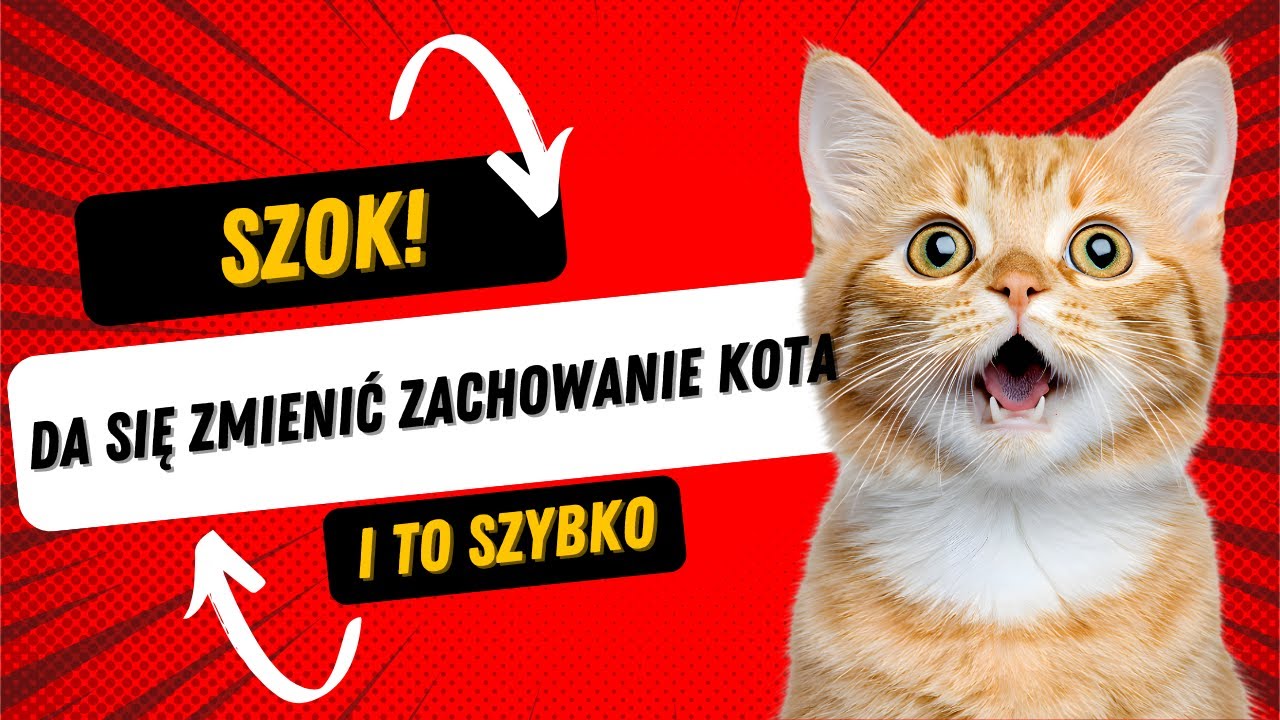 Jak rozpocząć trening z kotem?